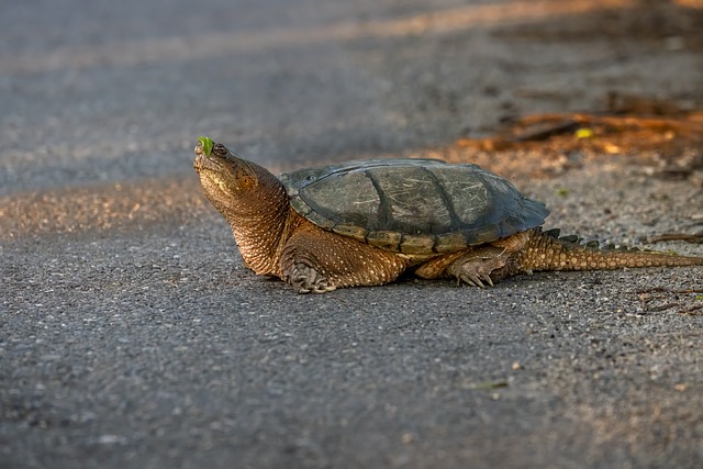 Free Snapping Turtle Free Wallpaper photo and picture