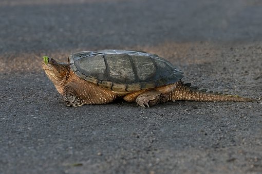 Skildpadde, Tapet Hd, Dyr, Dyreliv