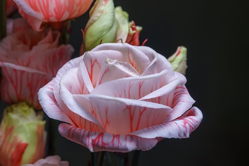 Free Candy-Striped Rose Bloom photo and picture