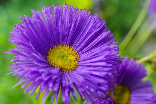 Free Fleabane Nature photo and picture