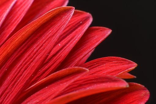 Free Gerbera Beautiful Flowers photo and picture