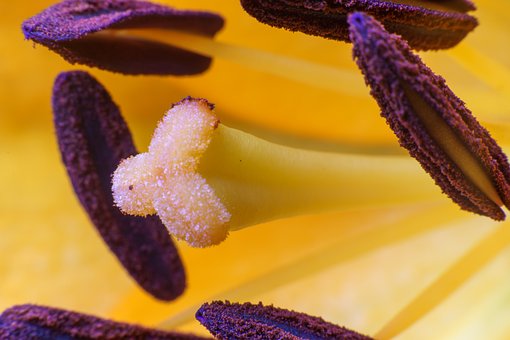 Free Lily Nature photo and picture