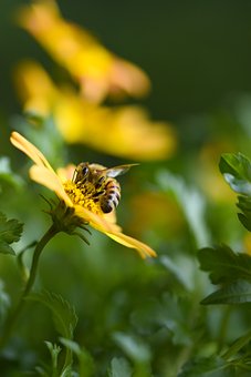 Free Bee Flower photo and picture