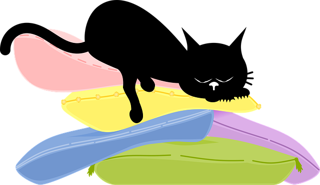 Free cat kitten nature vector