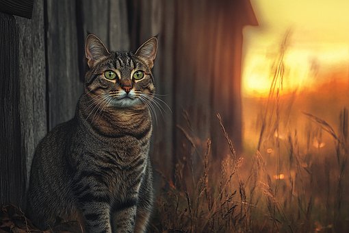 Free Cat Animal illustration and picture