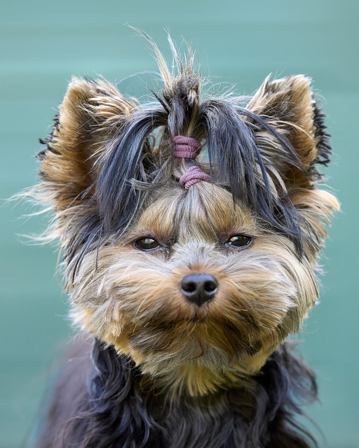 Yorkshire-Terrier, Welpen, Young, Süß