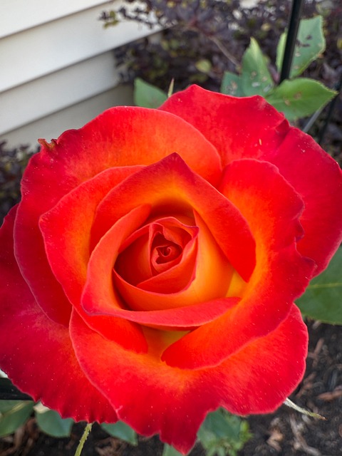 Free Rose Bloom photo and picture