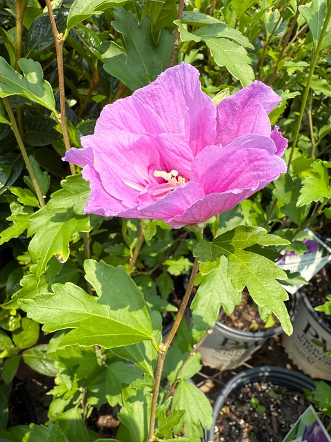 Free Rose Bloom photo and picture
