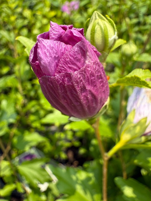 Free Rose Bloom photo and picture