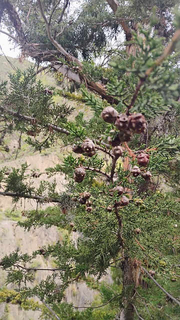 Pine, Natuur, Boom, Tak, Plant, Bomen