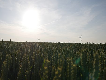 Weizenfeld, Windräder