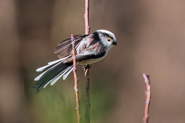 Free Bird Tit photo and picture