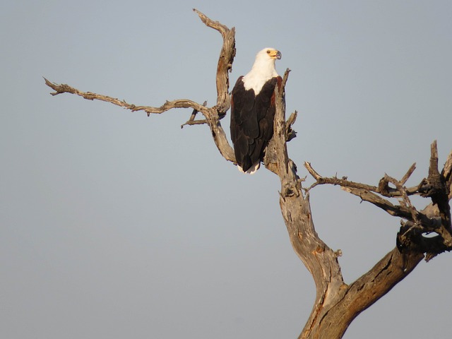 Free Eagle Bird photo and picture
