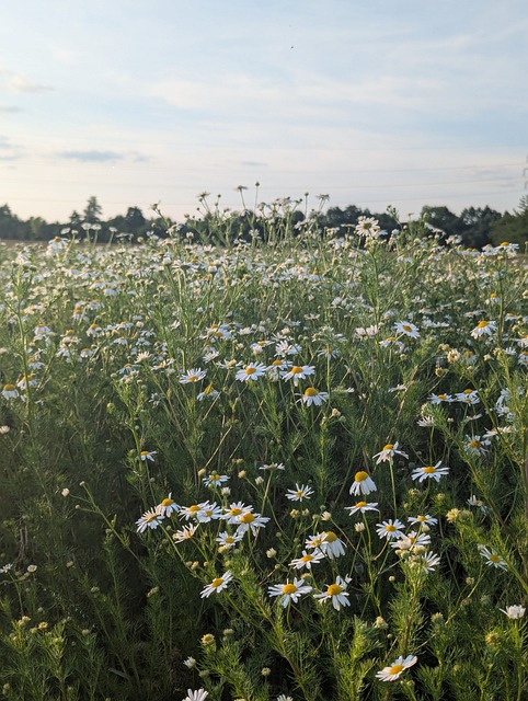 Kamille, Natur, Blomster, Blomstre, Te