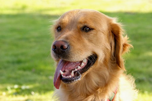 Golden Retriever, Husdyr, Hund