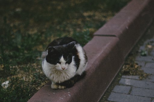 Katze, Wilde Katze, Streunende Katze