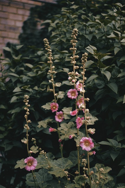 Blumen, Rosa Blüten, Garten, Natur