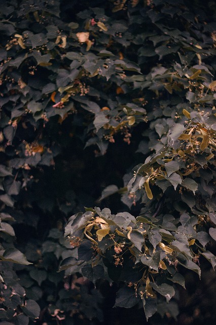 Blatt, Laub, Natur, Grün, Pflanze