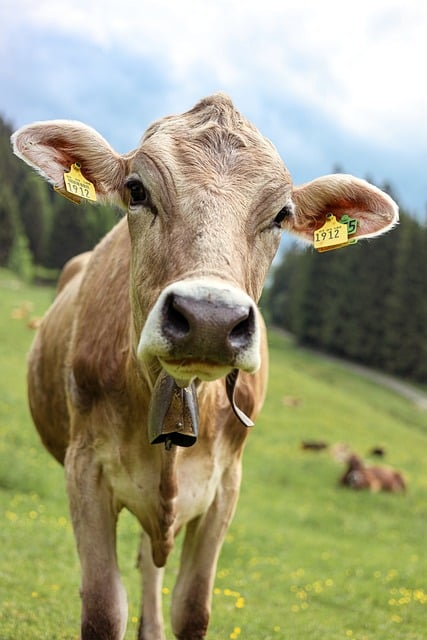 Free Allgäu Alps photo and picture