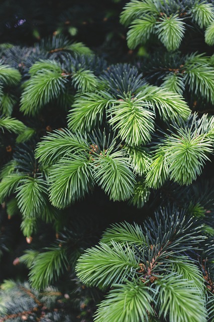 Immergrün, Nadeln, Grün, Baum