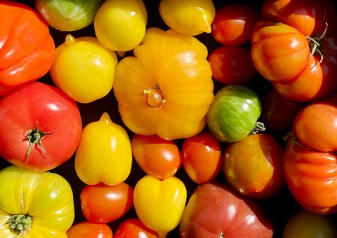 Free Tomato Vegetables photo and picture