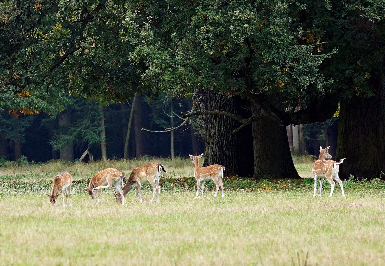 Red Deer Calves - Free photo on Pixabay