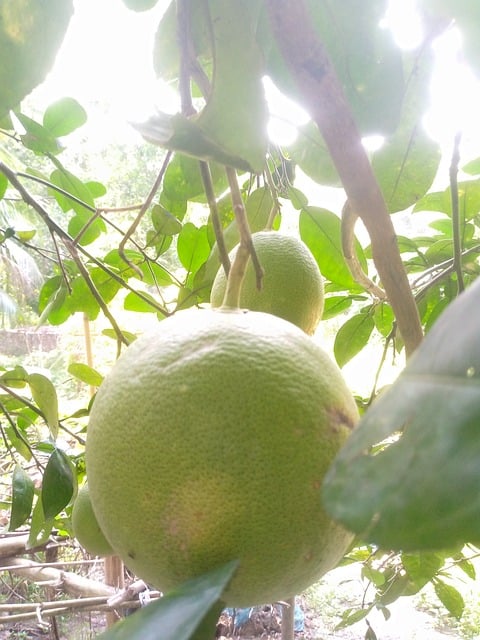 Toranja, Fruta, Saudável, Comida