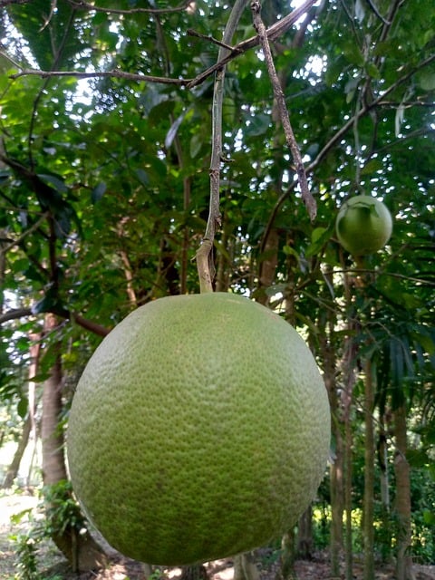 Toranja, Fruta, Saudável, Comida