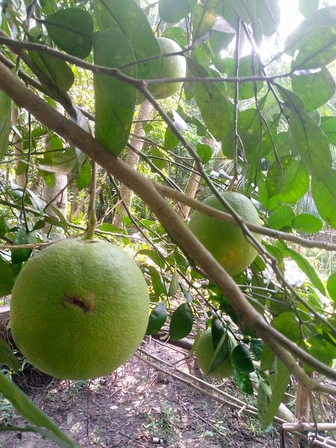 Toranja, Fruta, Citrino, Saudável