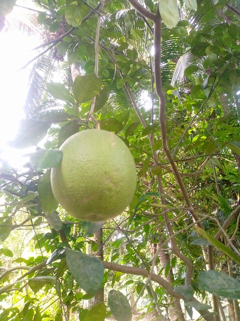 Toranja, Fruta, Comida, Orgânico