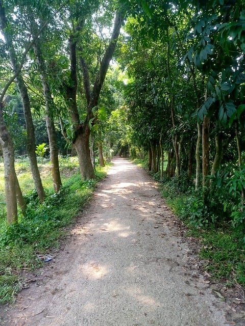 Árvore, Natureza, Floresta, Estrada