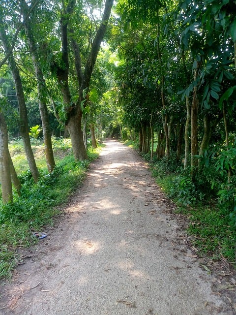 Árvore, Natureza, Floresta, Latido