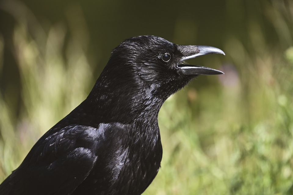 Crow Nature Bird - Free photo on Pixabay