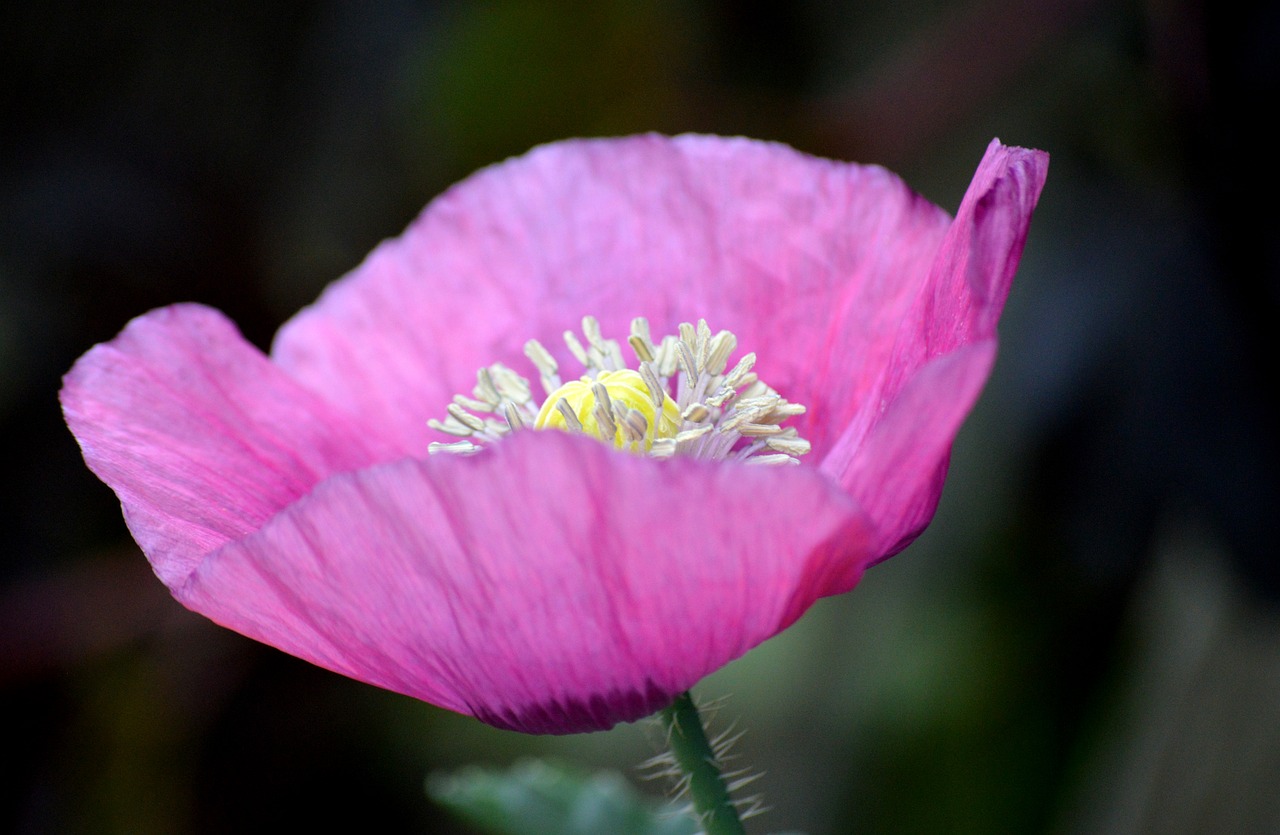 Poppy Flower - free online jigsaw puzzle photo