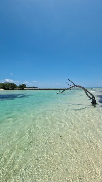 Free Trees Sea photo and picture
