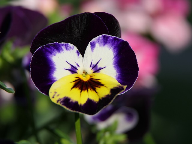 Vilgftyiet Bellissimo mazzo di fiori finti viola del pensiero, 10 teste, altezza 26 cm, ideale per piantare in casa (viola scuro
