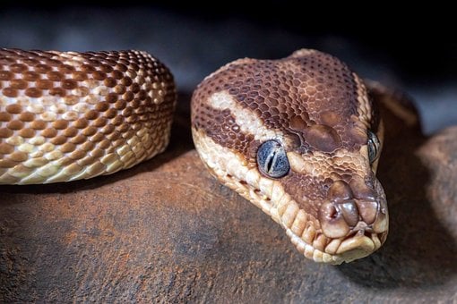 Free Rough-Scaled Python Python photo and picture