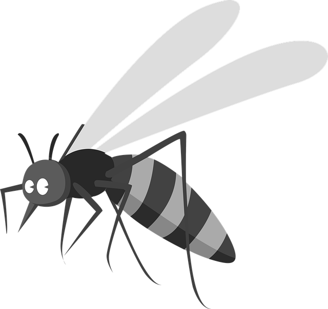Free mosquito insect nature illustration