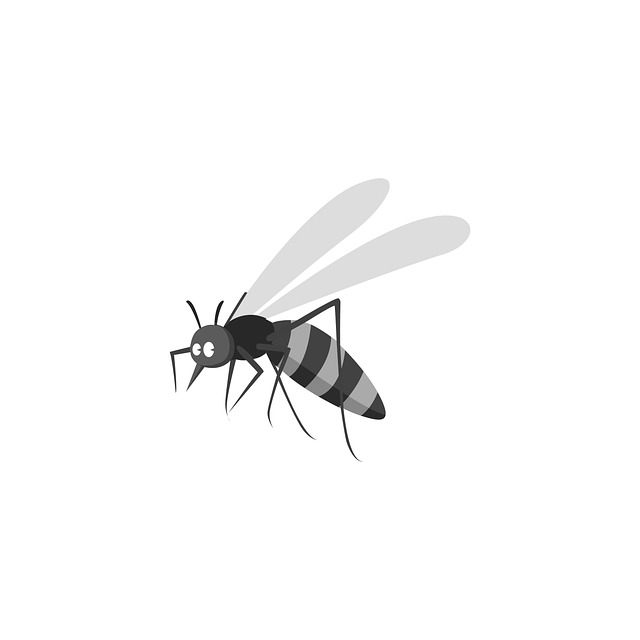 Free mosquito insect nature illustration