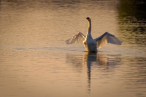 Free Swan Bird photo and picture