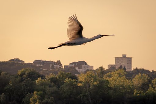Free Spoonbill Birdinflight photo and picture