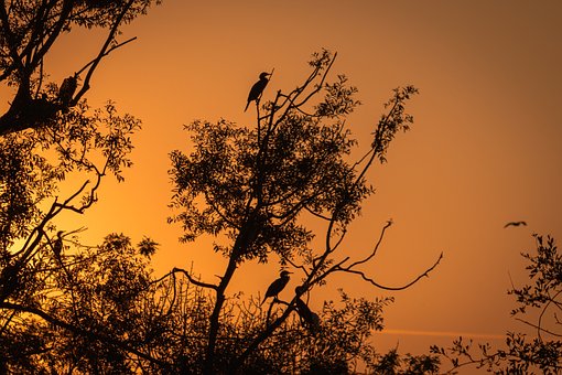 Free Goldenhourglow Backlightphotography photo and picture