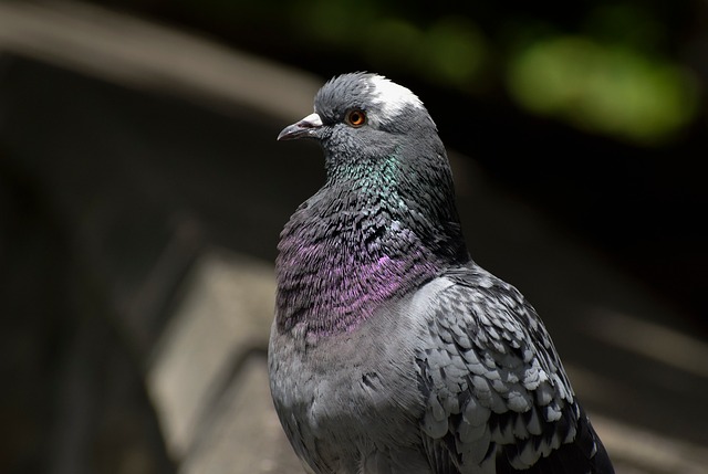 Paloma, Pájaro, Oscuro, Color