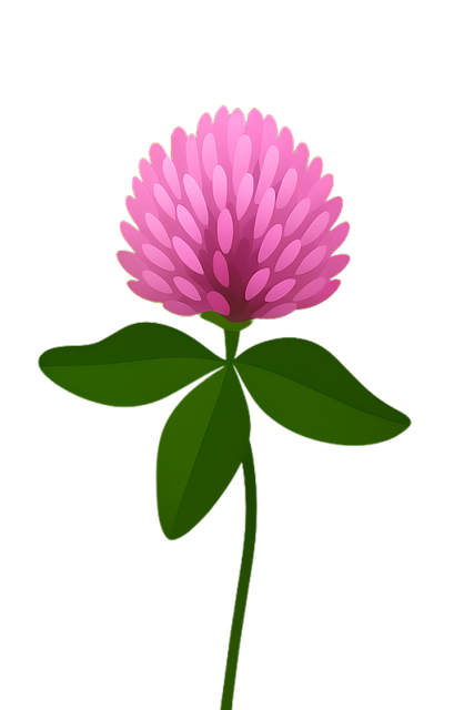 Free Clover Flower illustration and picture