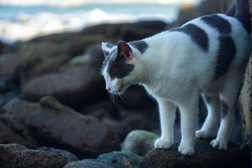 Free Cat Animal photo and picture