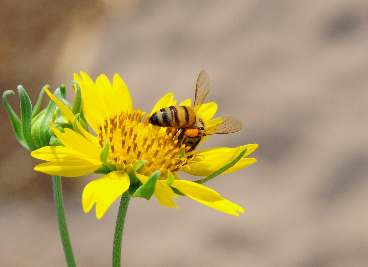 Bee Insect Pollination - Free photo on Pixabay