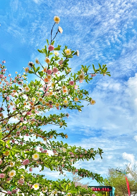 Flor, Árbol, Cielo, Nube