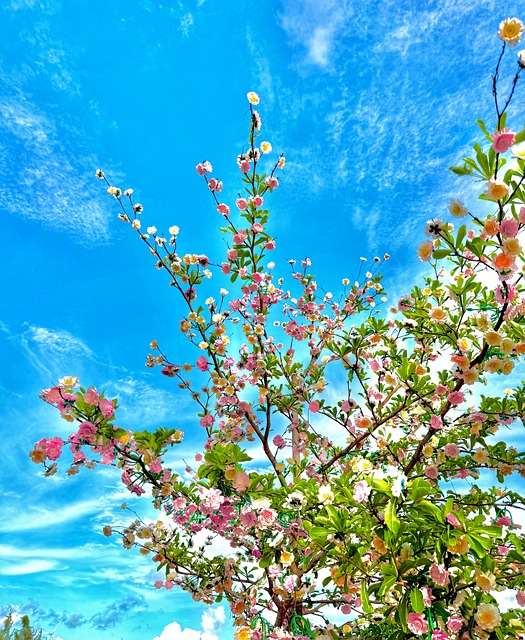 Flor, Árbol, Cielo, Vietnam, Naturaleza