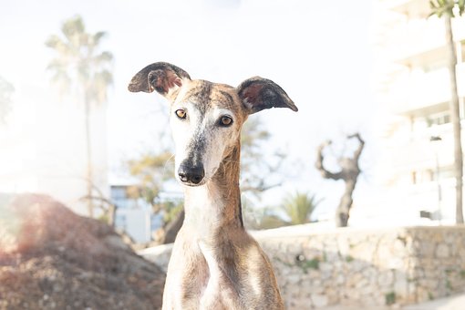 Câine, Animal De Companie, Animal, Canin