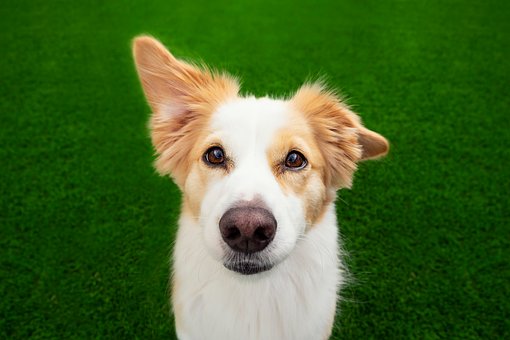 Câine, Animal De Companie, Animal